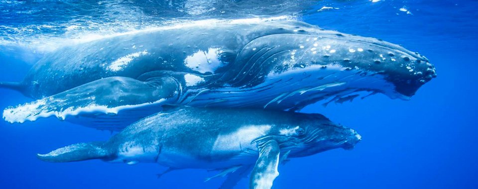 Ocean Blue Adventures